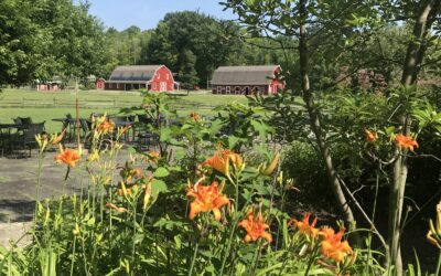 The Purpose of the Farm in Montessori Education